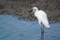 Little egret eating fish in the lake